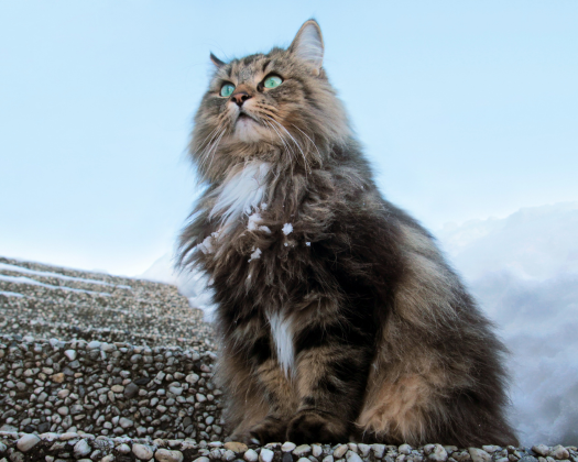 Eine Norwegische Wildkatze sitzt auf Steinen