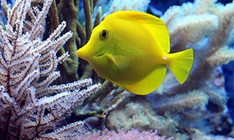 gelber Fisch im Aquarium