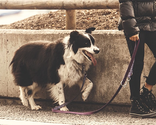 Frau geht mit Hund Gassi