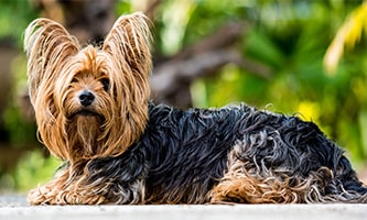 Yorkshire Terrier