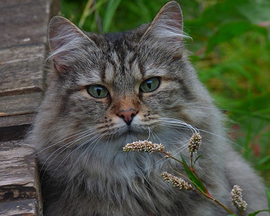 Norwegische Waldkatze